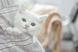 white kitten in person's pocket looking at camera