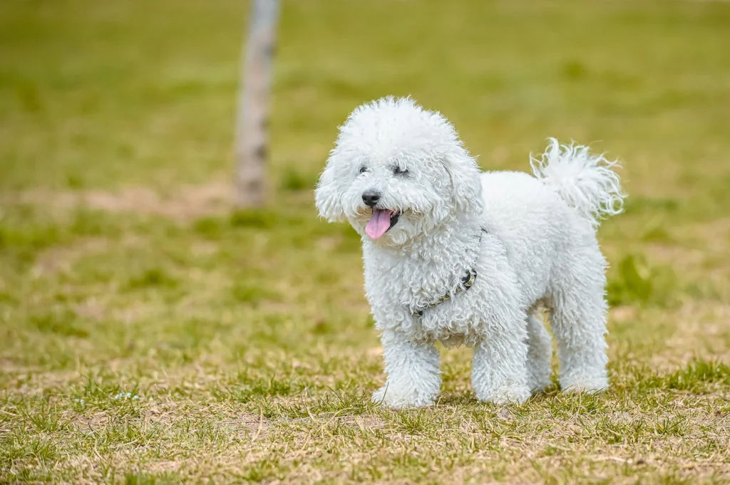 white poodle walking on the grass