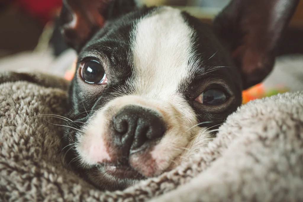 black and brown dog lying on blanket