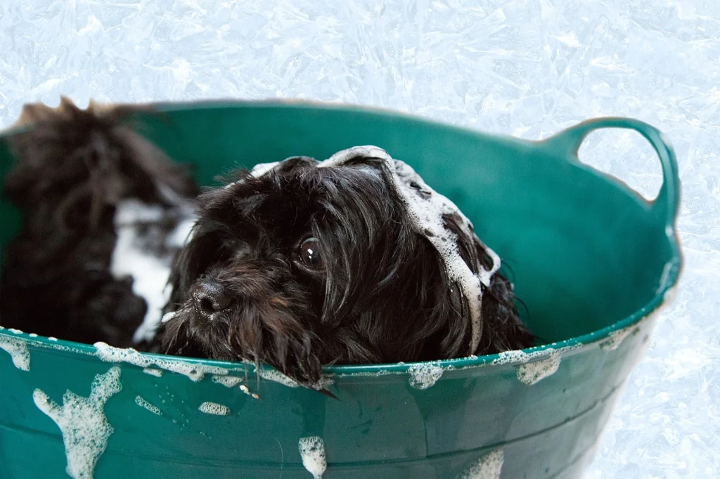 black dog in tub with shampoo on its head