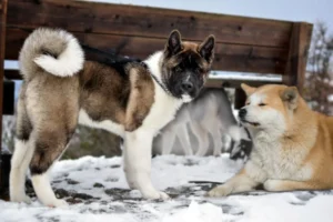 brown and white american akita dog standing in snow
