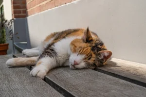 brown and white cat sleeping on wooden porch