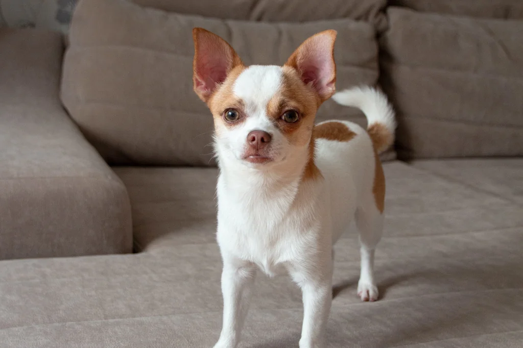 brown and white chihuahua dog standing on bed