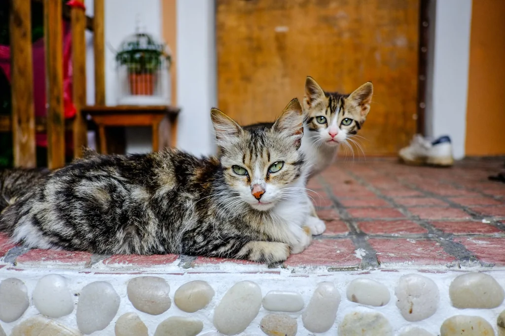 brown cat and her kitten lying on the porch