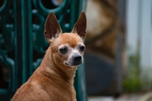 brown chihuahua dog next to a fence