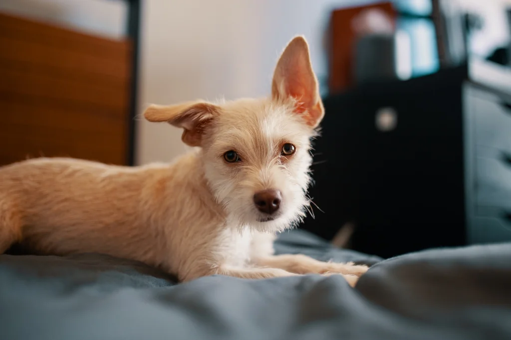 brown fluffy dog lying on gray bed