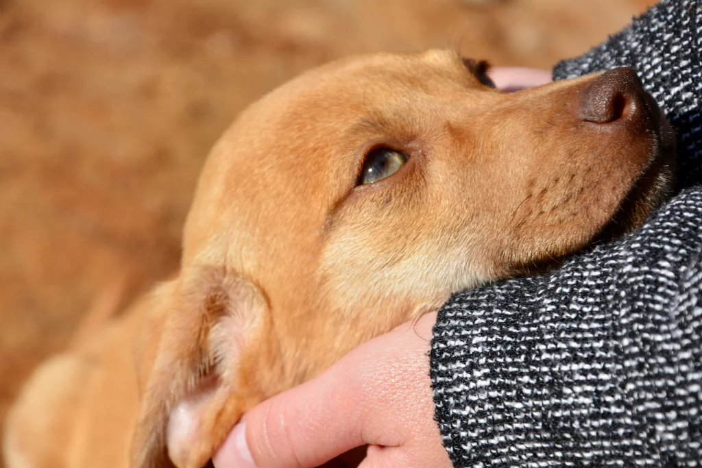 brown nicely brushed dog on person's hand