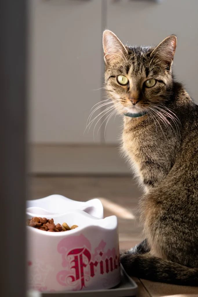 brown tabby cat sitting next to a bowl of dry food