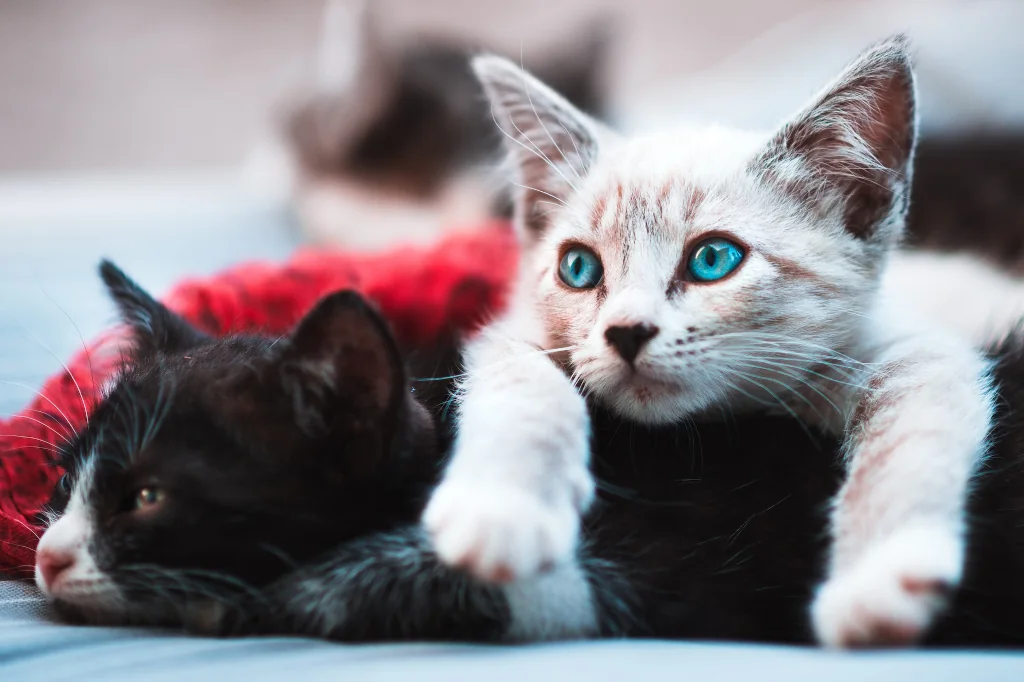 gray kitten lying over black kitten