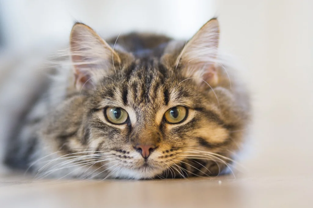 gray tabby cat focus lying down