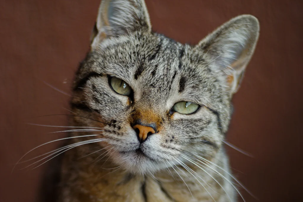 gray tabby cat sitting and looking at camera