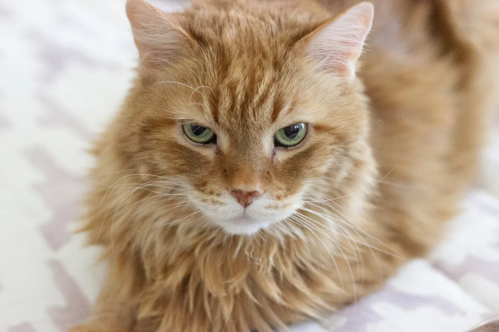 orange cat sitting on white bed