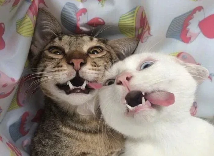 two couple cats laying in bed making faces_cropped
