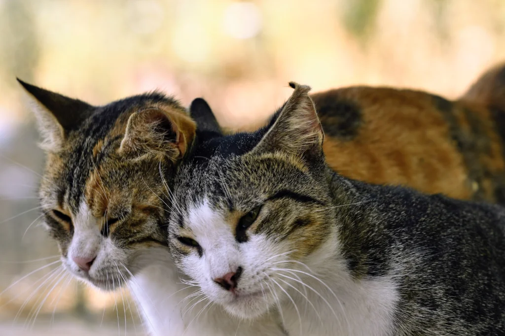 two friendly cats rubbing on each other