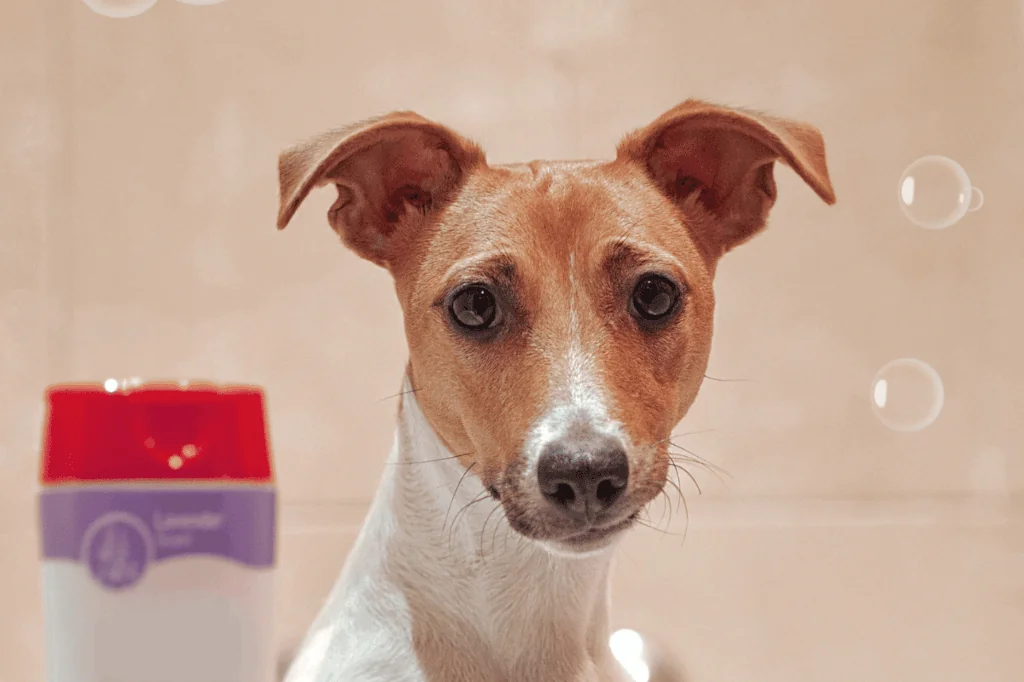 white and brown dog standing in bathtub next to shampoo