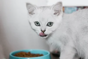 white cat eating dry food from a plastic bowl