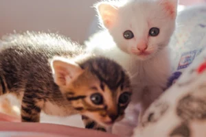 white kitten and gray kitten walking on bed