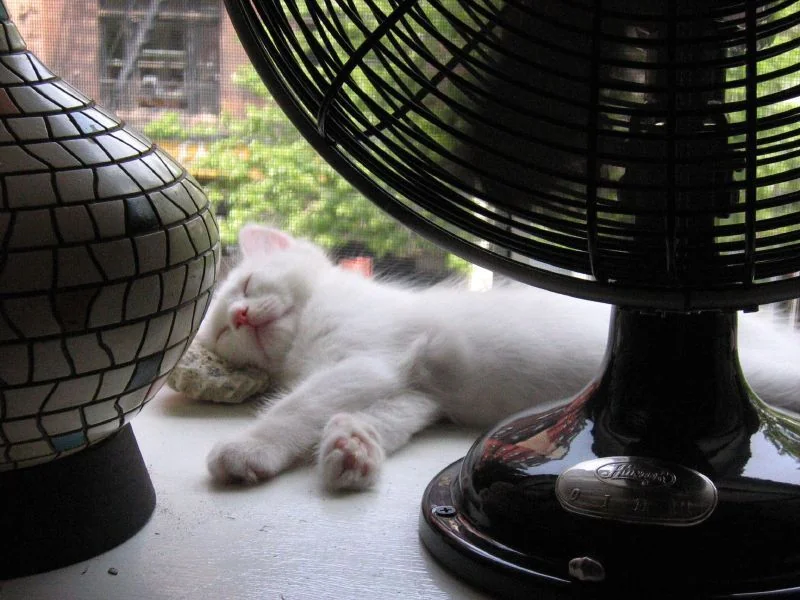 white kitten sleeping next to ventilator near window